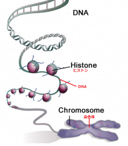 【真相】 Dna と 染色体 の 違い ファン必見の最新情報 #960
