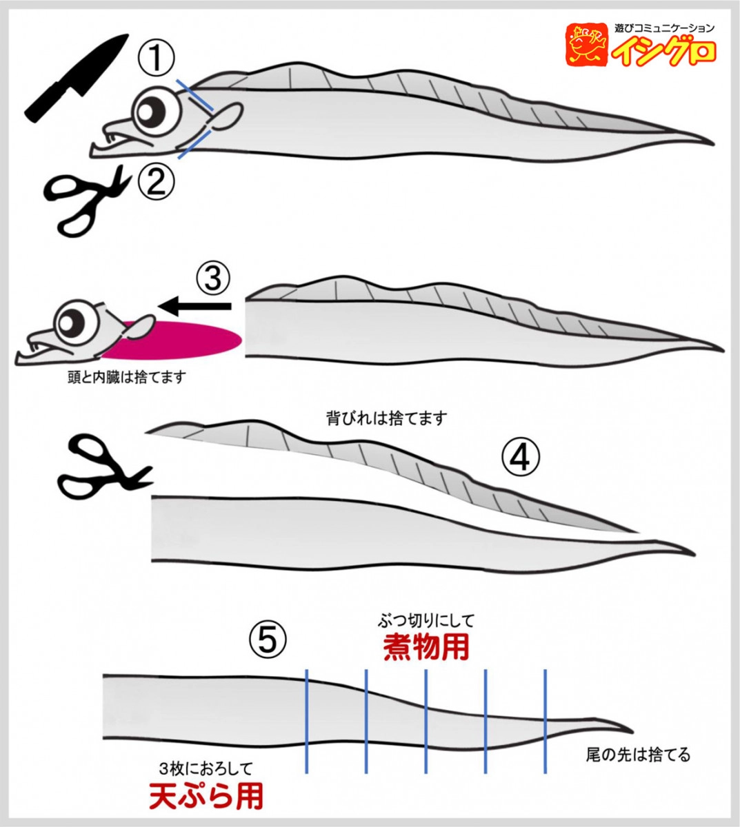 初心者でも失敗しない！太刀魚の捌き方と大名おろし完全攻略