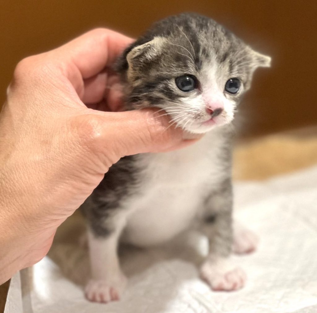 【2026年最新】子猫の成長早見表！月齢別の体重推移と育て方ガイド