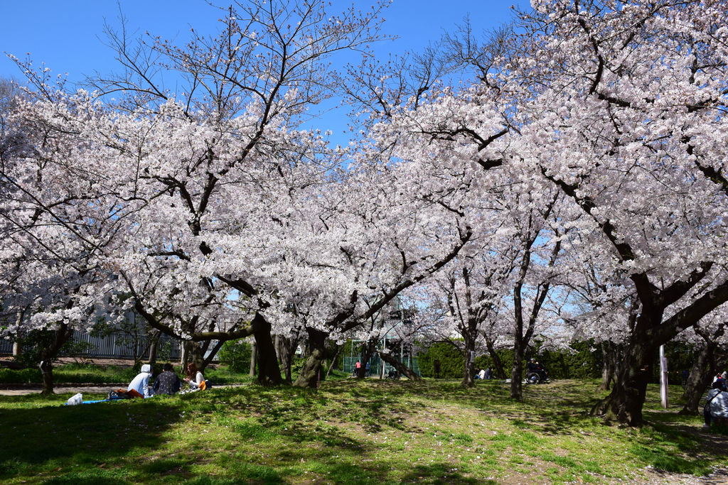 【2026年現場ルポ】大阪最古の緑地が描く未来——歴史とモダンが交錯する「住吉公園」の今と都市の新たな息吹