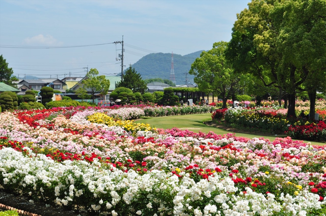 岡山Rskバラ園の見頃・開花状況2026｜割引やドッグラン完全攻略