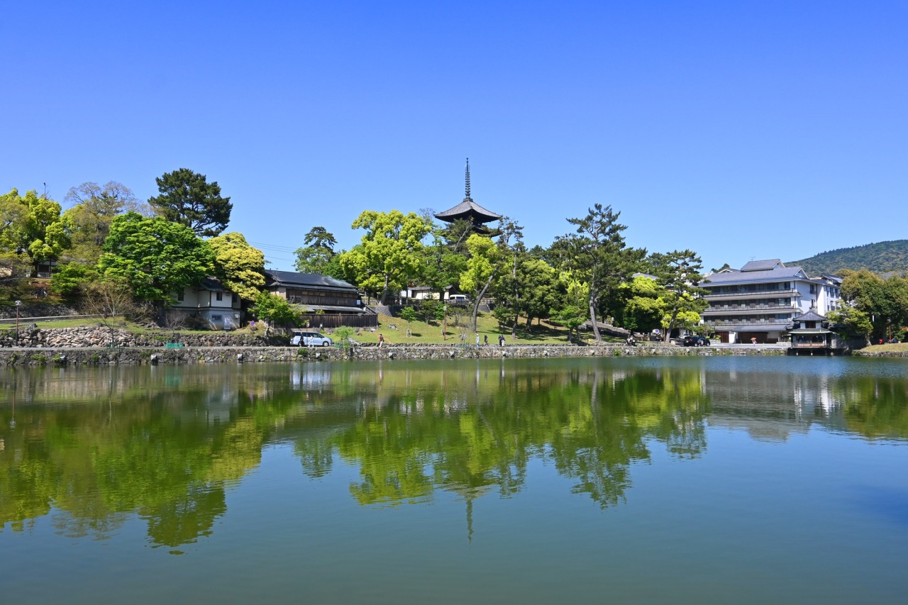 【2026年最新景観】奈良・猿沢池の水面が魅せる“奇跡の変貌”——水質改善がもたらした新たな水鏡と、受け継がれる静寂の物語