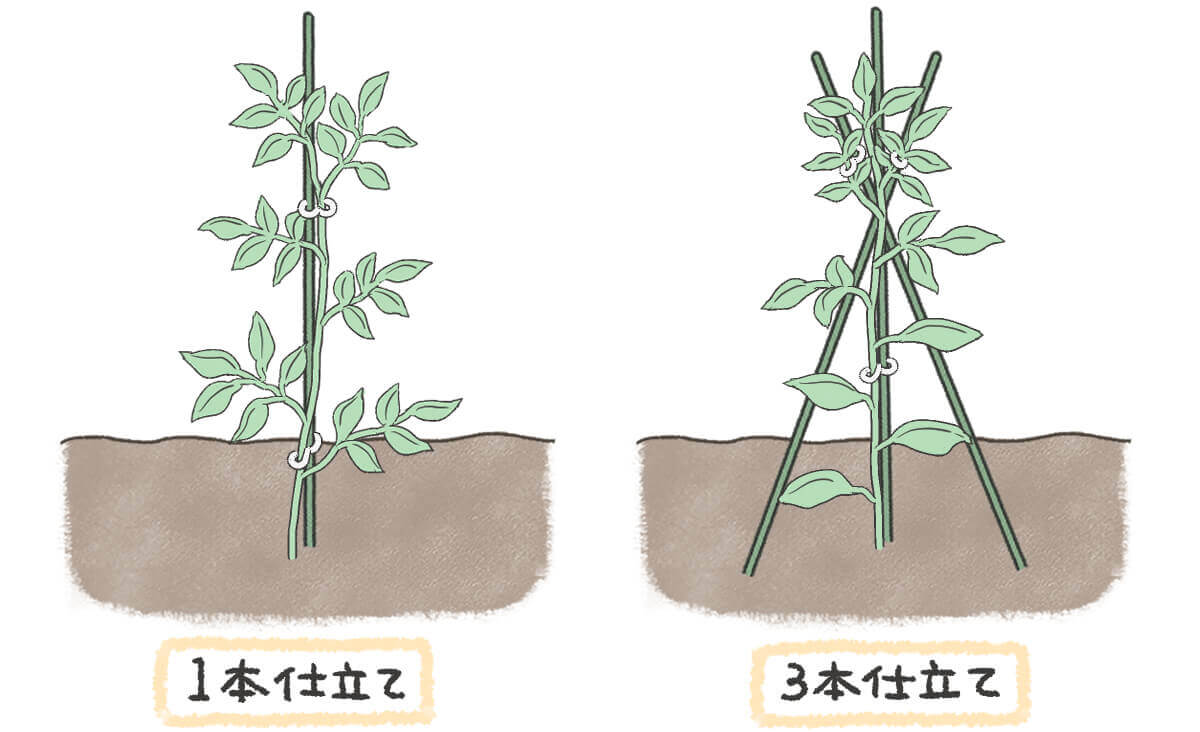 トマトの支柱の立て方完全攻略！強風でも倒れないプロの誘引と設置基準