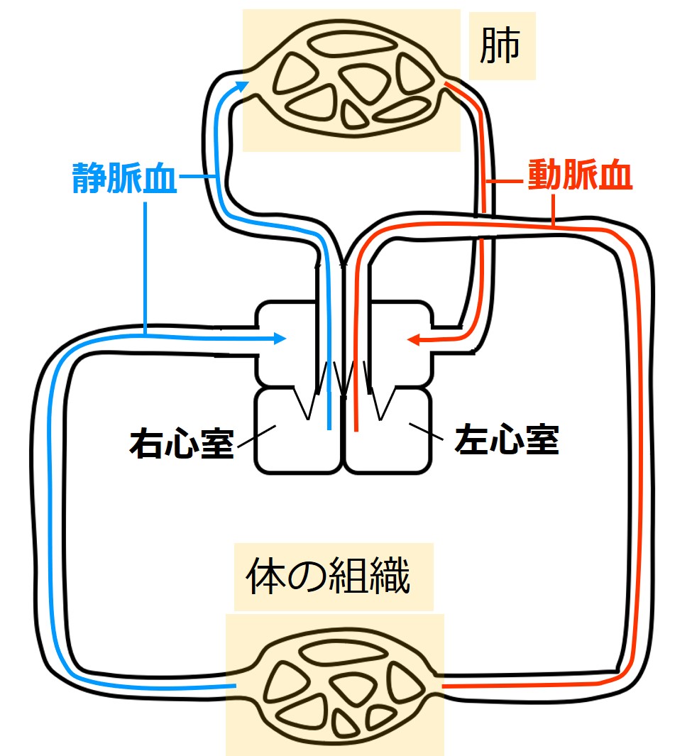 動脈血と静脈血の違いとは？肺動脈の逆転現象と赤さの秘密を完全解明