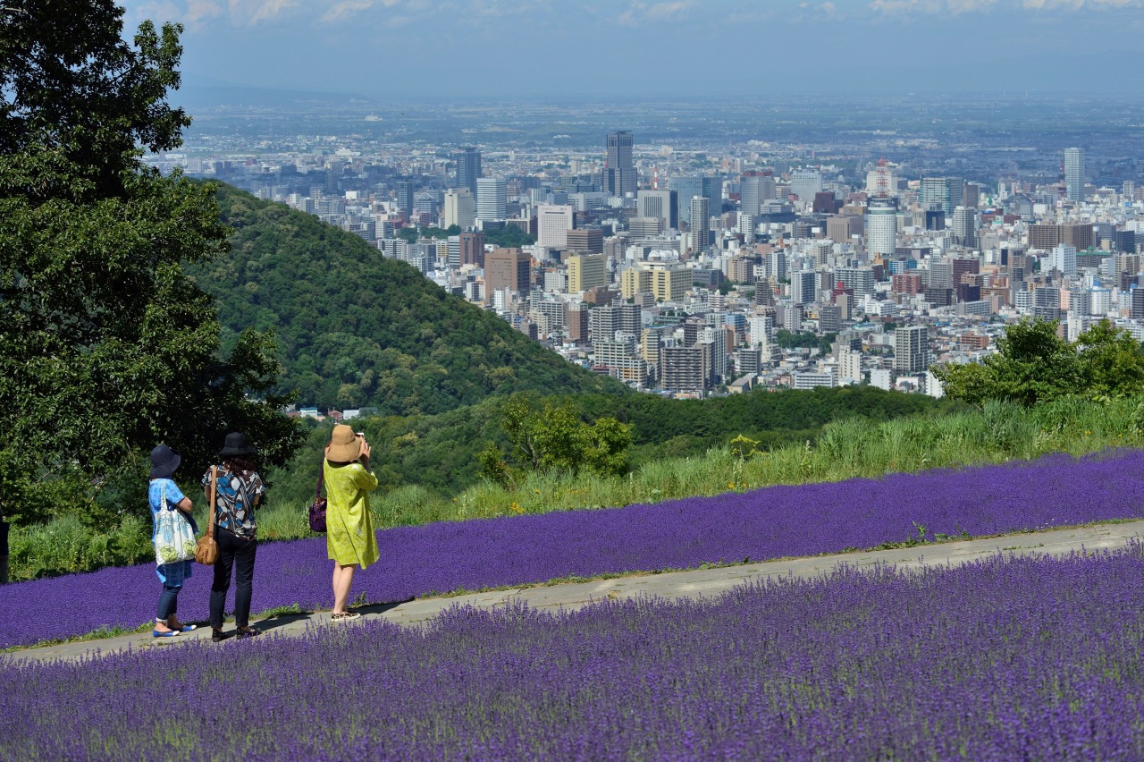 幌見峠ラベンダー園2026見頃と夜景！アクセスと混雑回避術