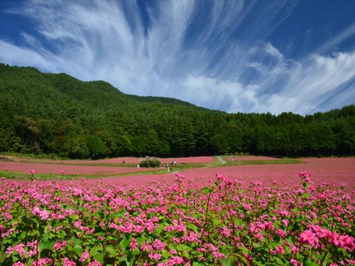 長野県箕輪町「赤そばの里」見頃と混雑攻略！ピンクの絶景ガイド