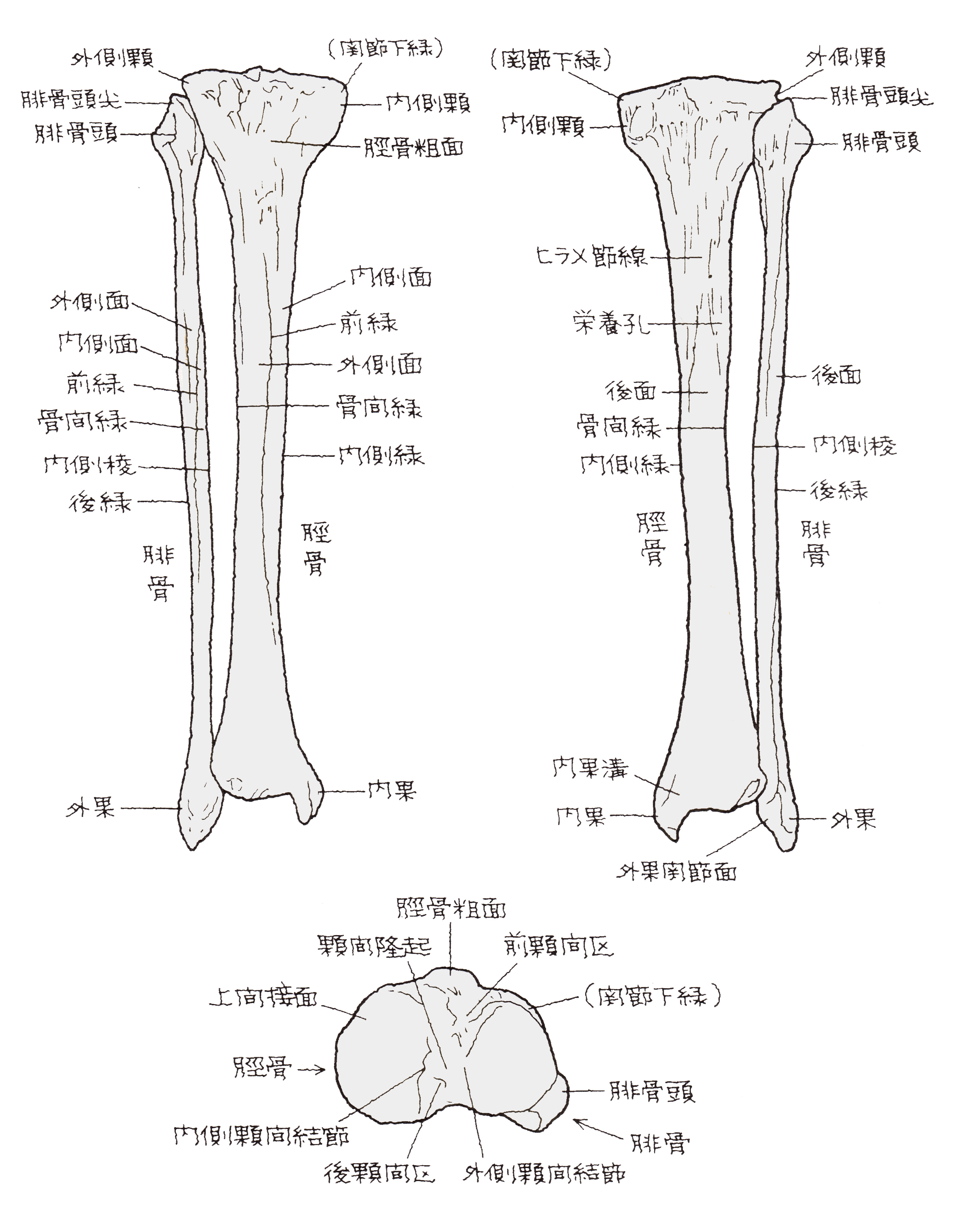脛骨とは？すねの構造と腓骨との違い・痛みの原因と最新治療法