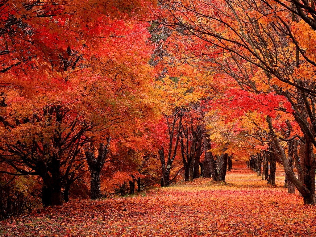 日本一の紅葉！もみじ湖の見頃時期とマイカー規制・混雑回避ガイド