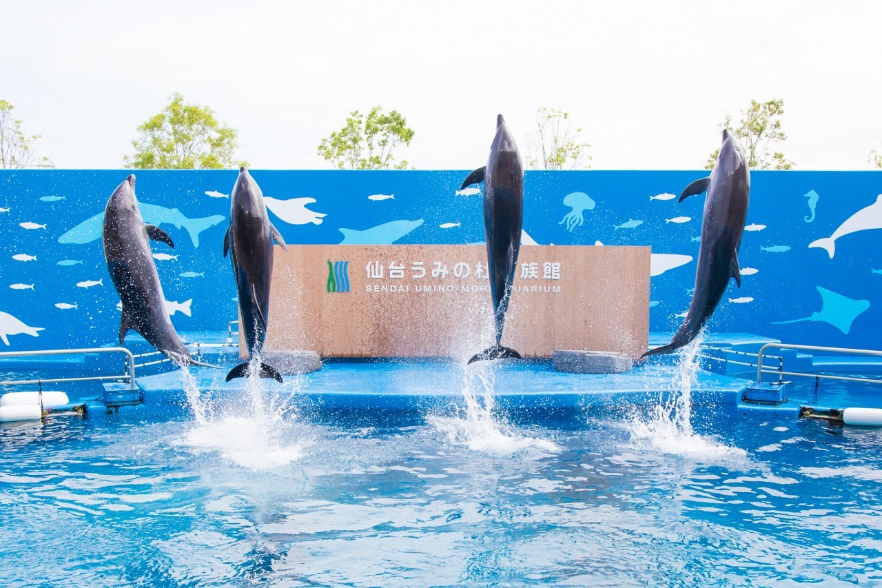 仙台うみの杜水族館完全攻略2026｜見どころ・割引と混雑回避術