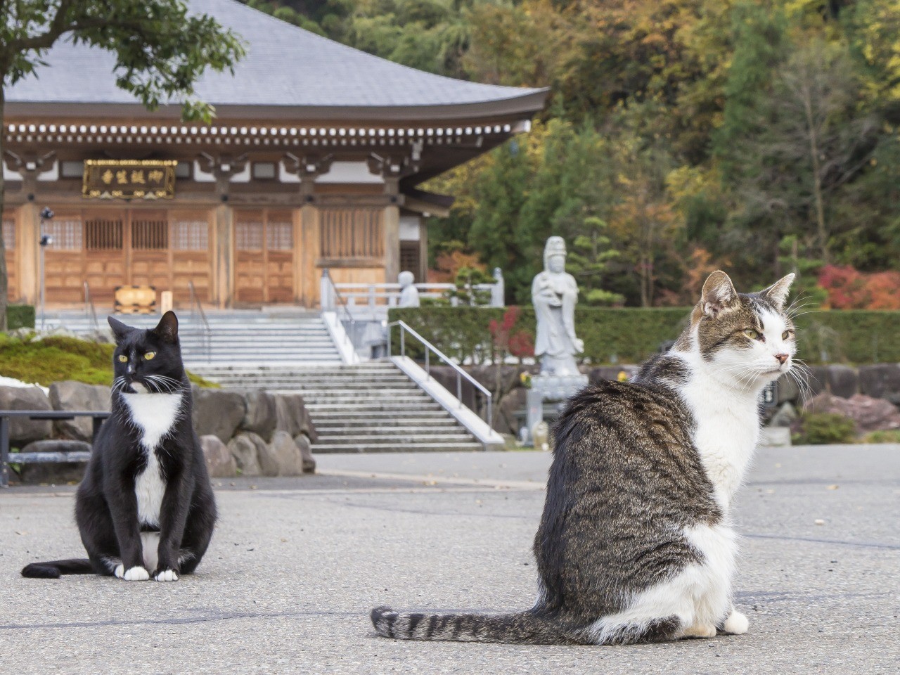 猫寺で話題の御誕生寺とは？限定御朱印や見どころ・全国の誕生寺を徹底解説
