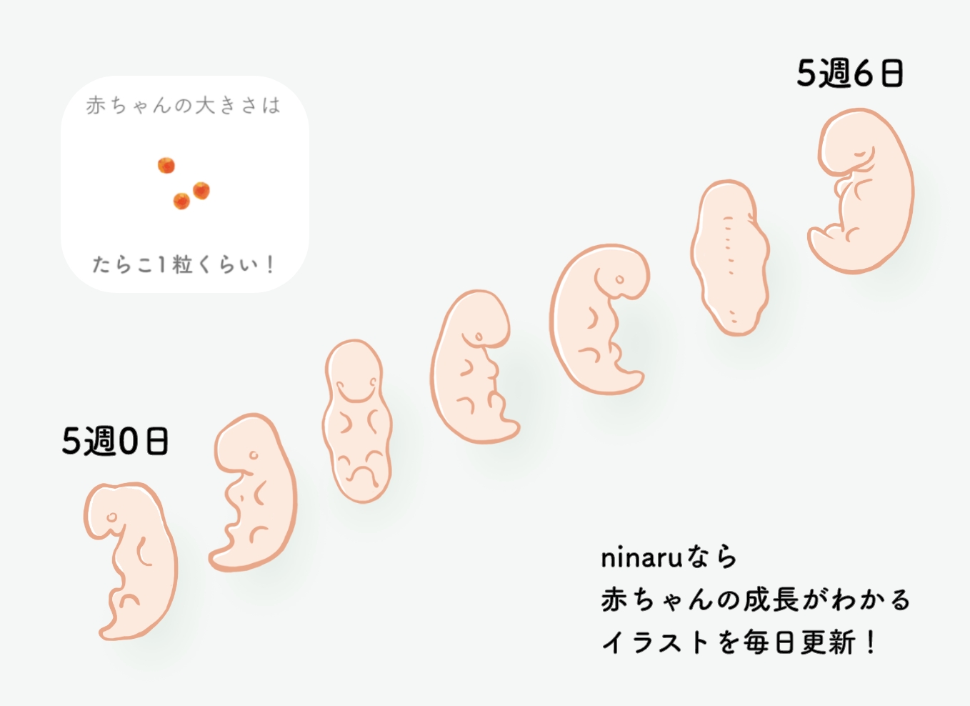 妊娠5週5日の胎嚢平均サイズと見えない理由｜心拍確認と成長の真相