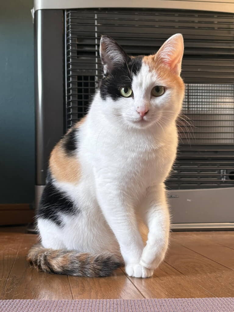 なぜ三毛猫のオスは3万分の1なのか？遺伝子の謎と幸運の真相