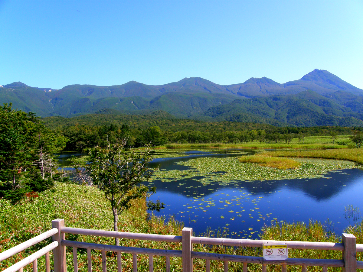 知床ヒグマ遭遇率と2026年最新対策｜生息数と過去事故の真相を検証