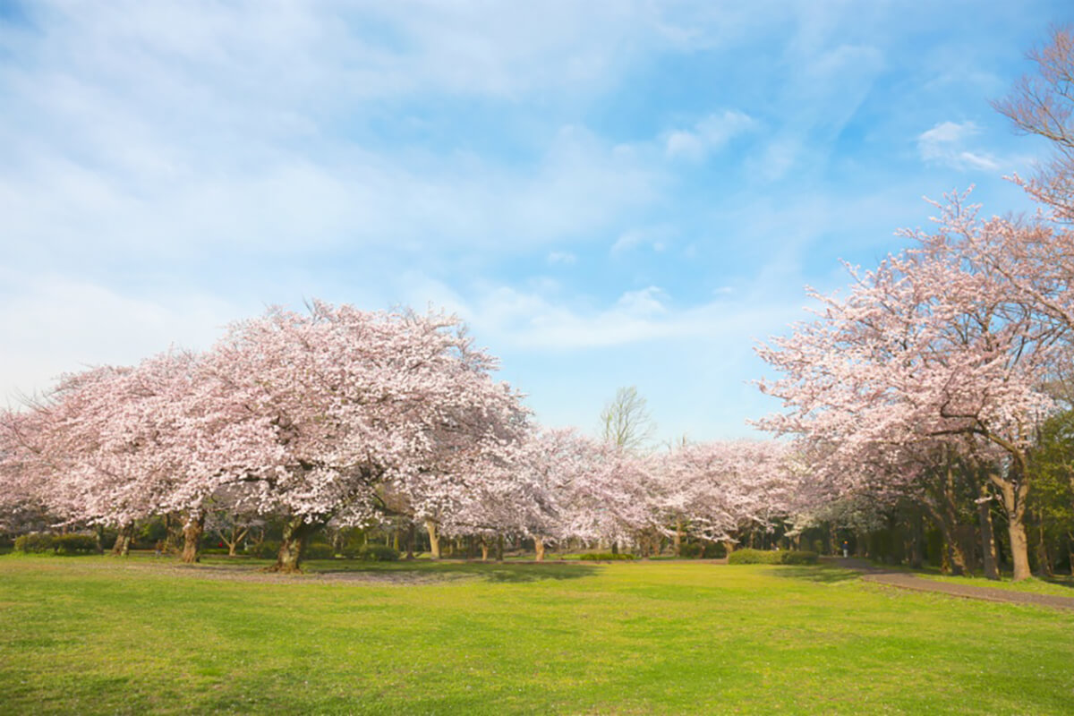 大庭城址公園の全貌を徹底解剖！歴史の真相と桜・遊具・混雑完全攻略