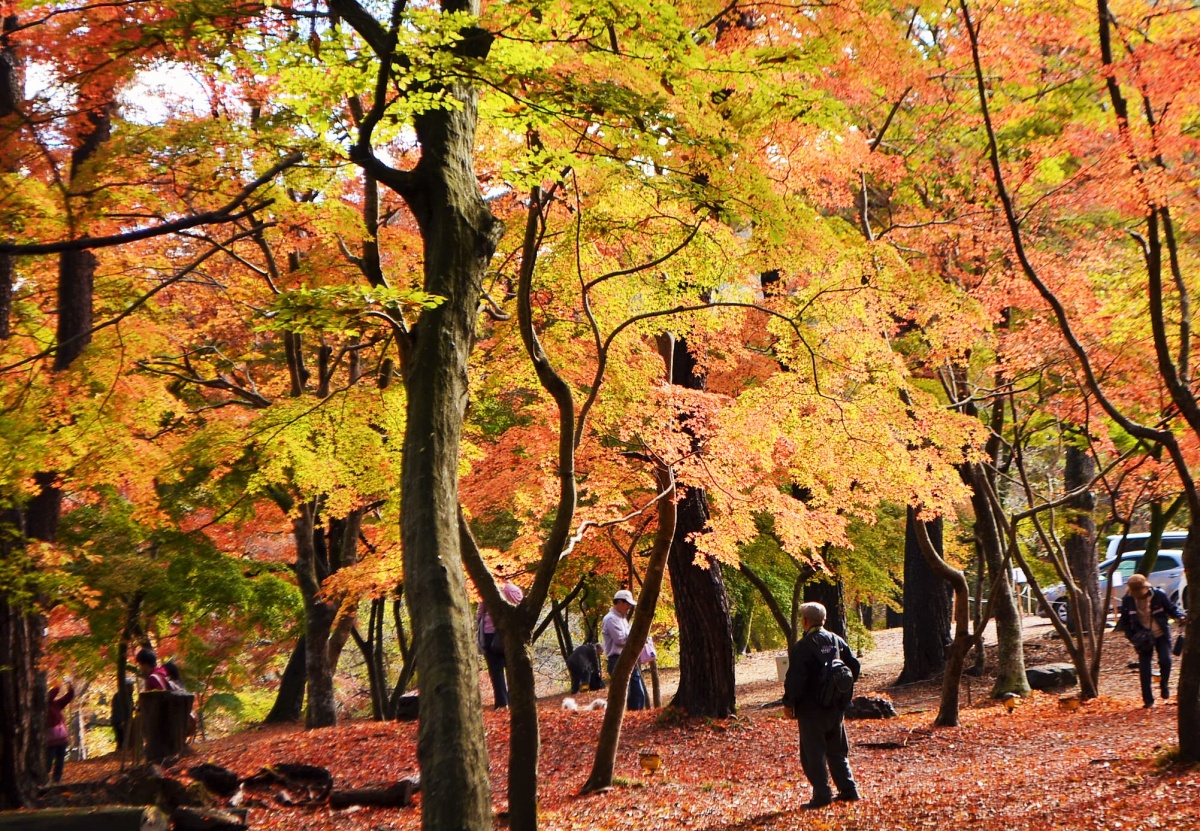 長瀞・月の石もみじ公園の紅葉2026｜見頃とライトアップ混雑完全攻略