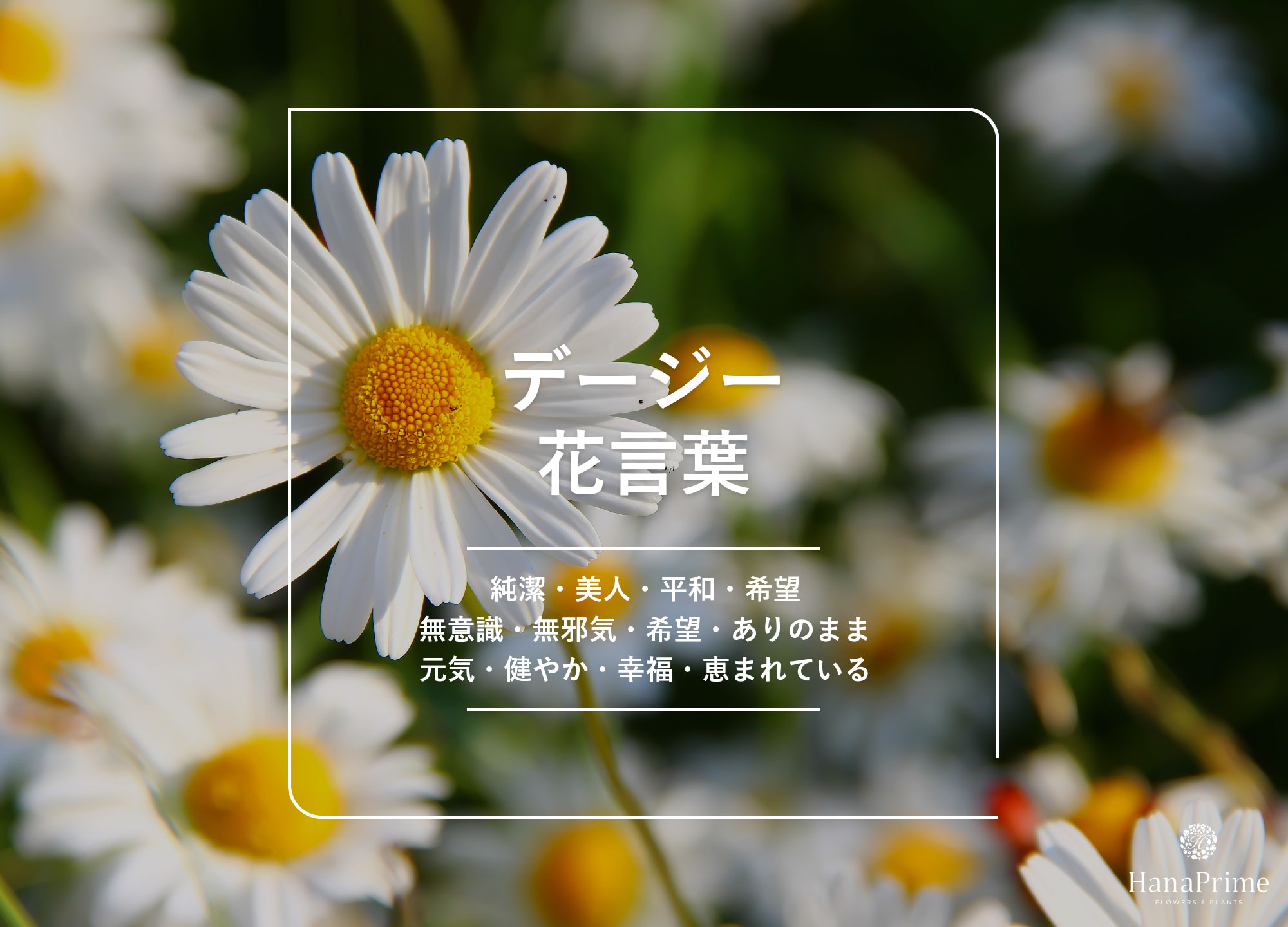 デイジーの花言葉に怖い意味はある？色別の真相と贈るマナーを徹底検証