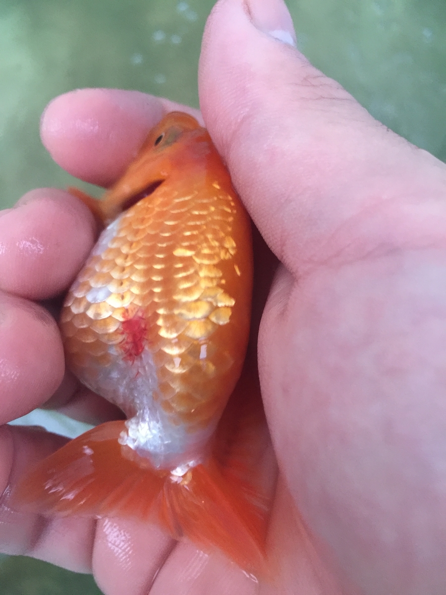 金魚の赤斑病はなぜ発症する？原因と初期症状・治し方を徹底解説