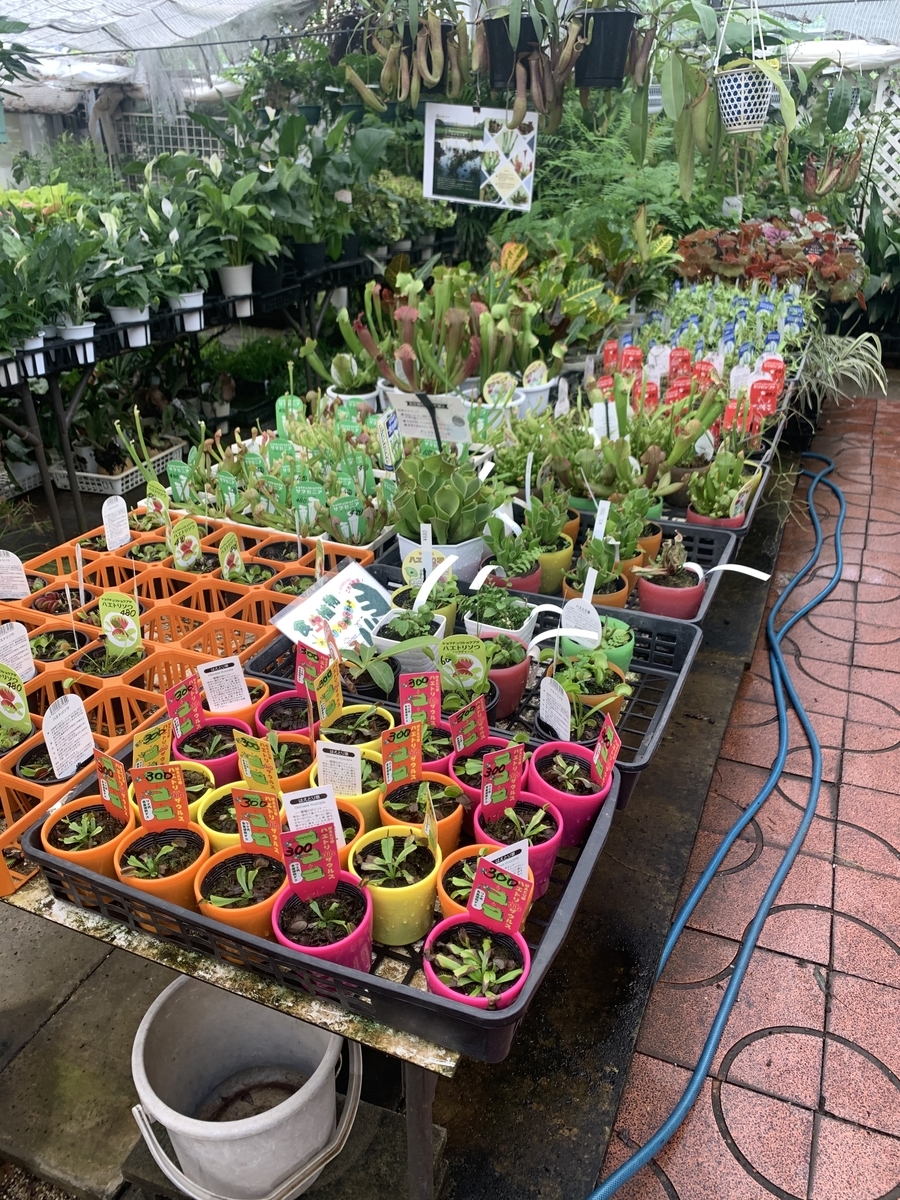 ホームセンターの食虫植物はいつ入荷？枯れる理由と2026最新販売店