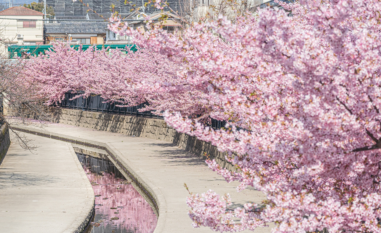 【2026最新】京都・淀水路の河津桜は見頃いつ？混雑を避ける穴場時間を徹底解説