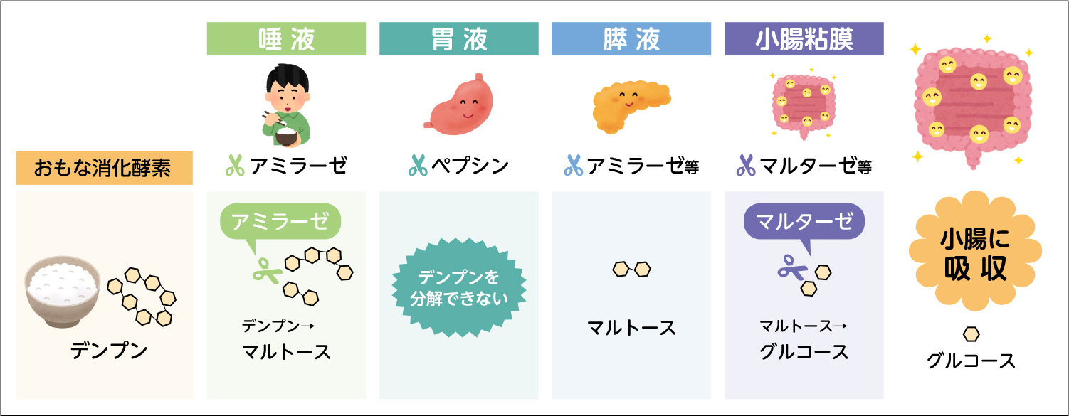 血液検査前に食事してしまった！中止か受診かの判断基準と緊急対処法