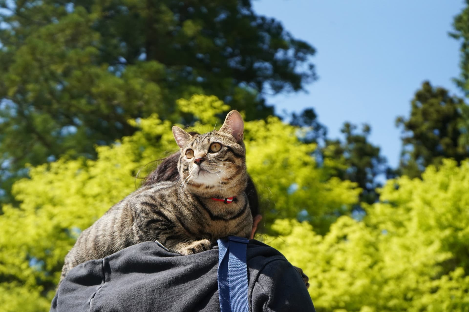 なぜ猫は背中に乗るのか？甘えと信頼の真相と獣医師の行動分析