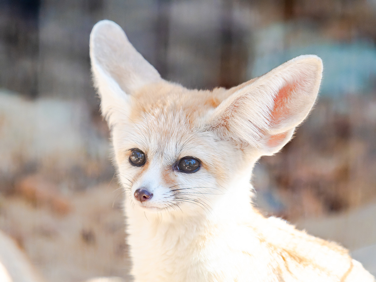 キツネみたいなペットと暮らす全知識！飼育の現実と人気動物まとめ