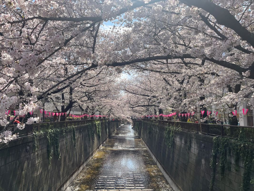 目黒川の桜2026完全ガイド！満開見頃・混雑回避と夜桜の決定版
