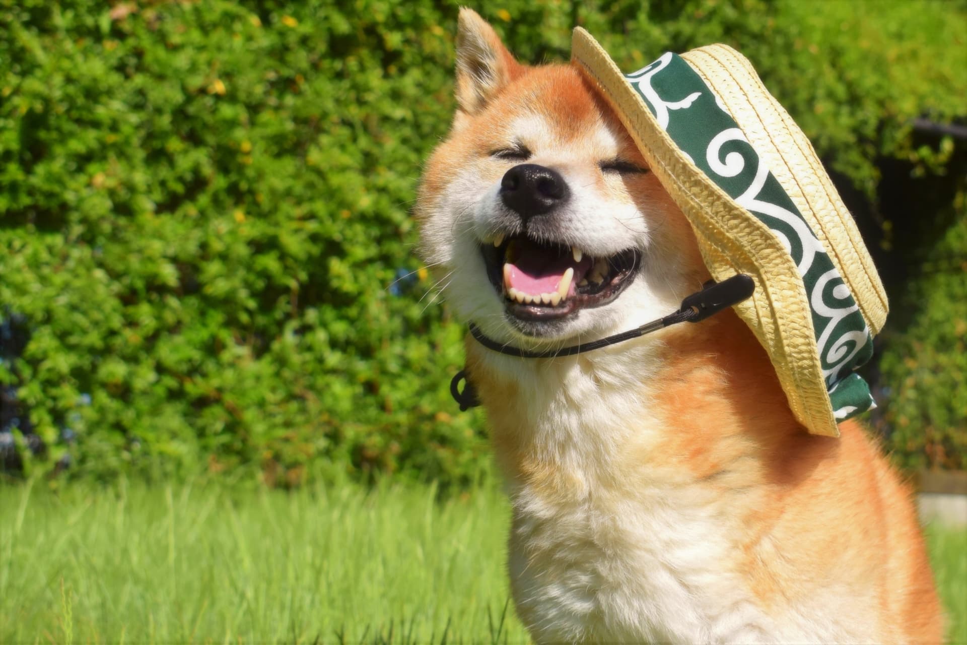 暑さに強い犬の真実！猛暑に耐える人気犬種と熱中症対策【2026】