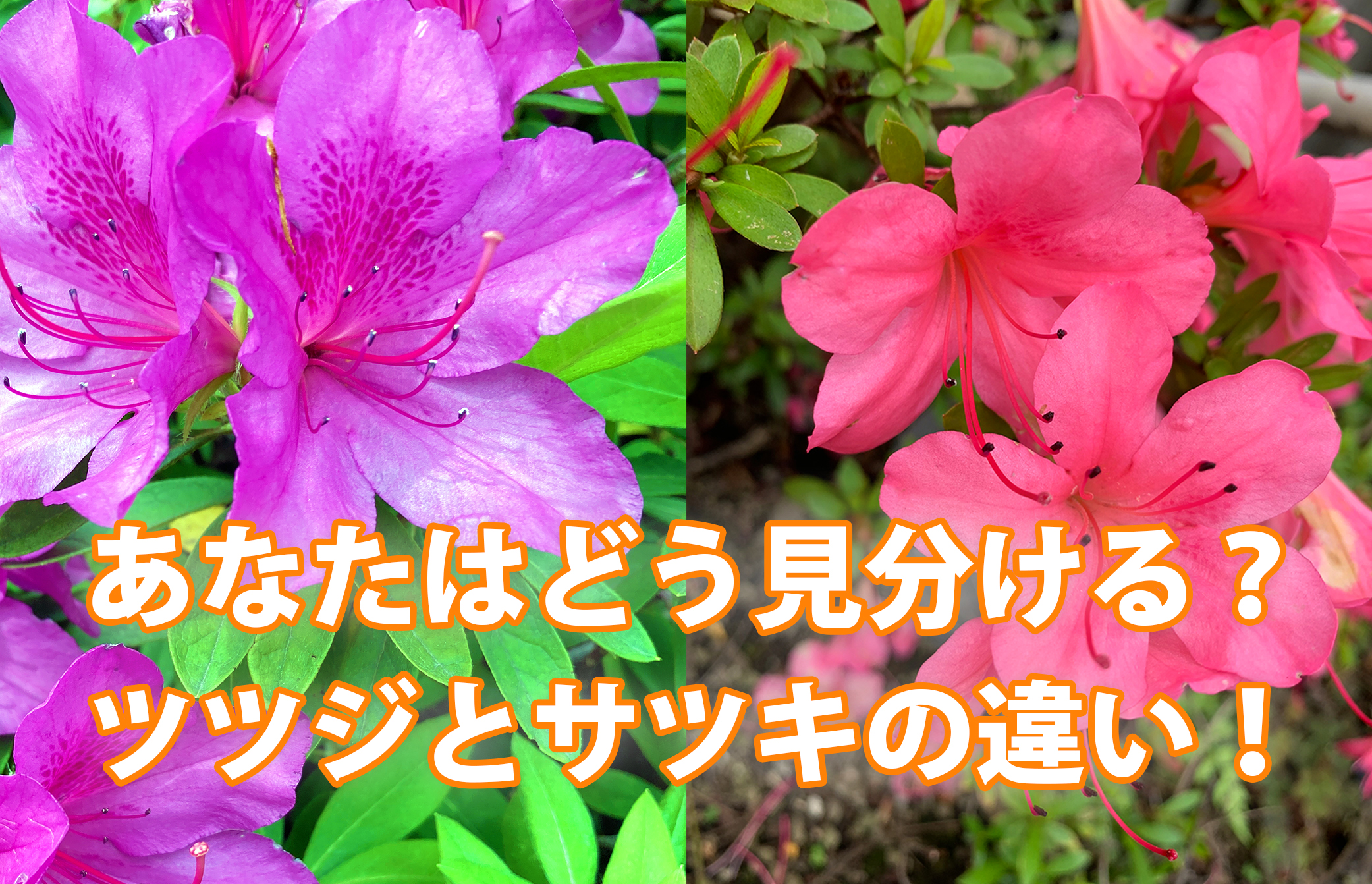 ツツジとサツキの決定的な違いとは？一目で見抜く5つの特徴と見分け方