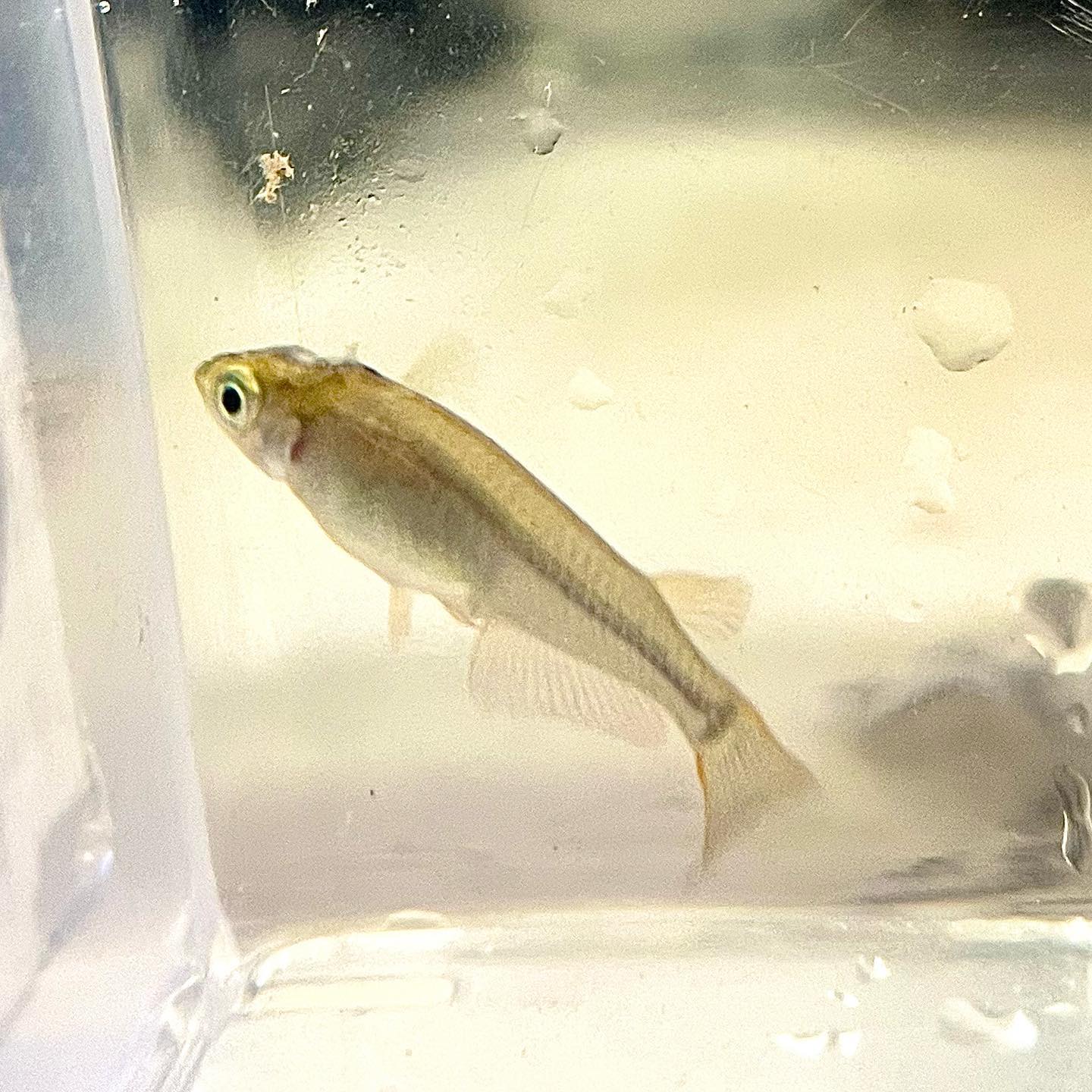 メダカ白点病の全滅を防ぐ！塩浴・薬浴の正しい濃度と水温の救命手順