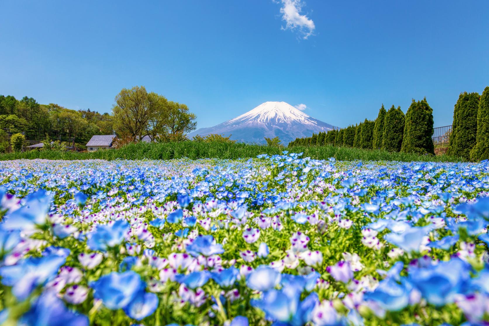 富士山と四季の花が織りなす絶景！花の都公園の穴場と撮影攻略法