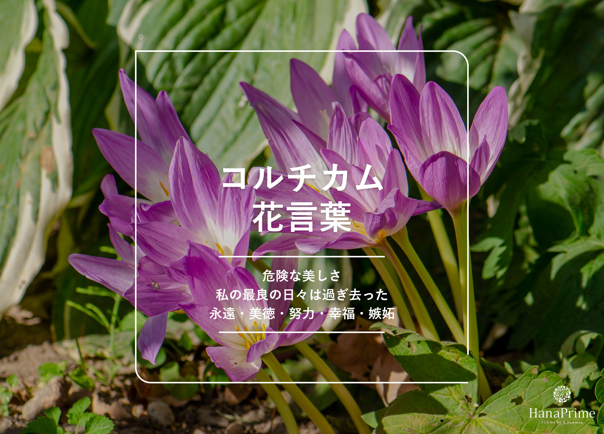美しき猛毒植物イヌサフラン！悲痛な花言葉と誤食の真相に迫る