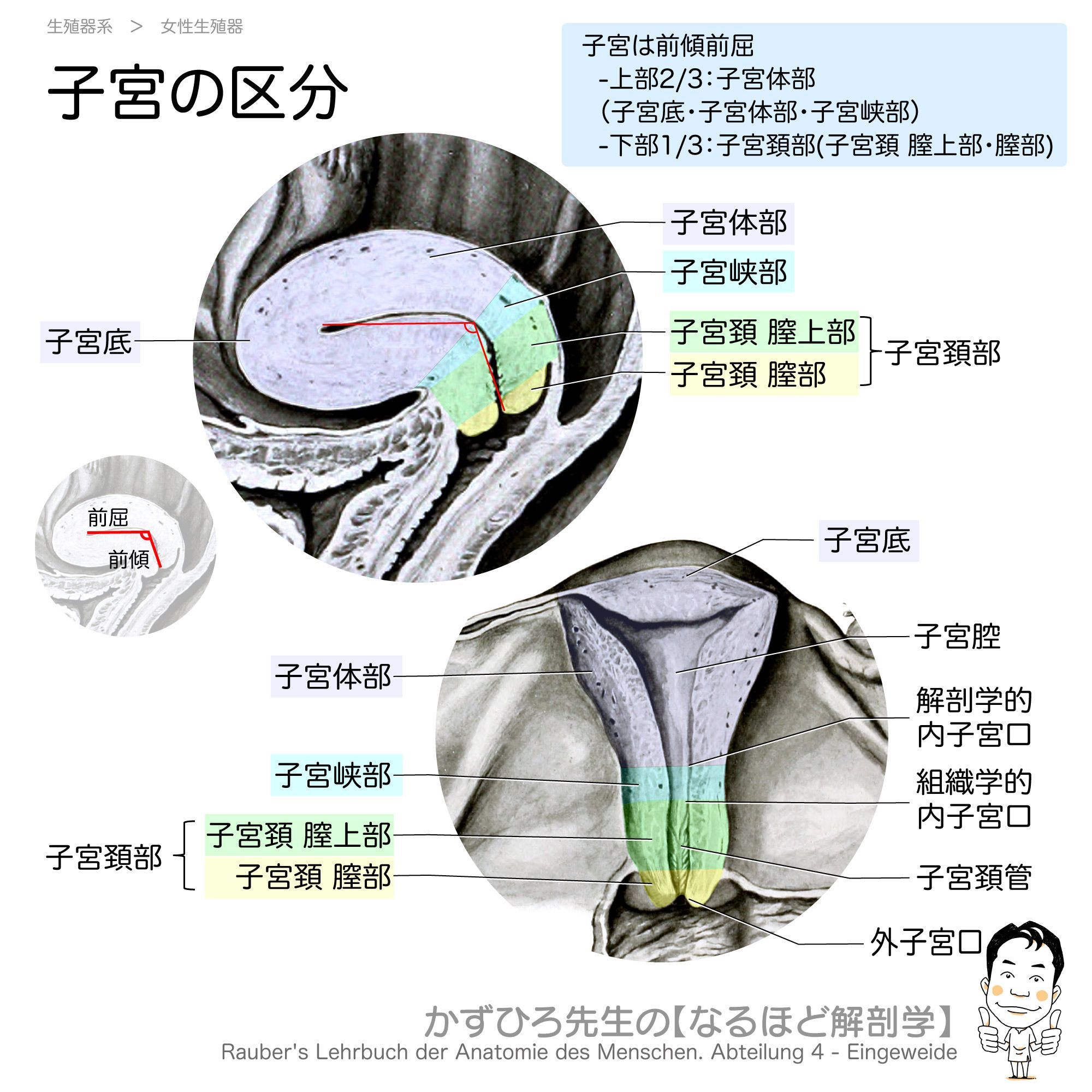 子宮内膜エコーの見方を徹底解説！3層構造や白黒の影・厚さの基準値