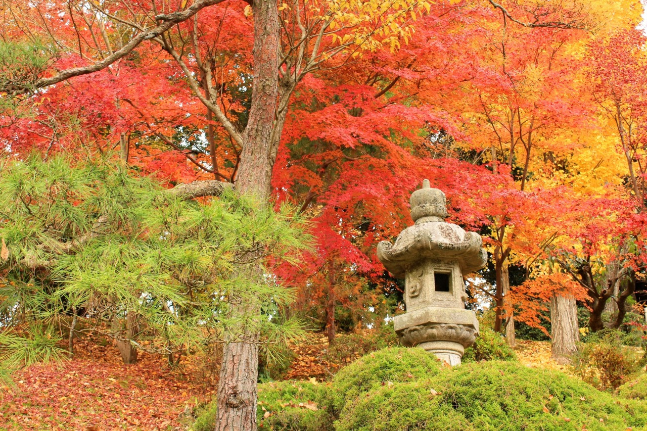 千葉の紅葉名所2026最新比較！養老渓谷・本土寺の見頃と混雑回避術
