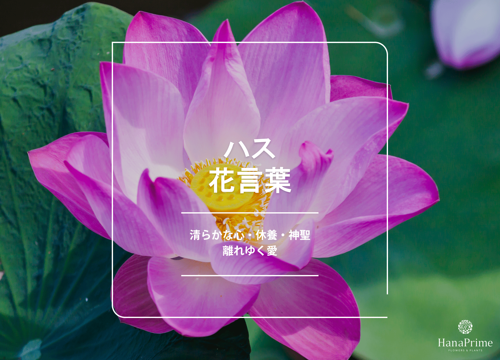 蓮の花言葉に怖い意味はある？「離れゆく愛」の真相と色別の由来を徹底解剖