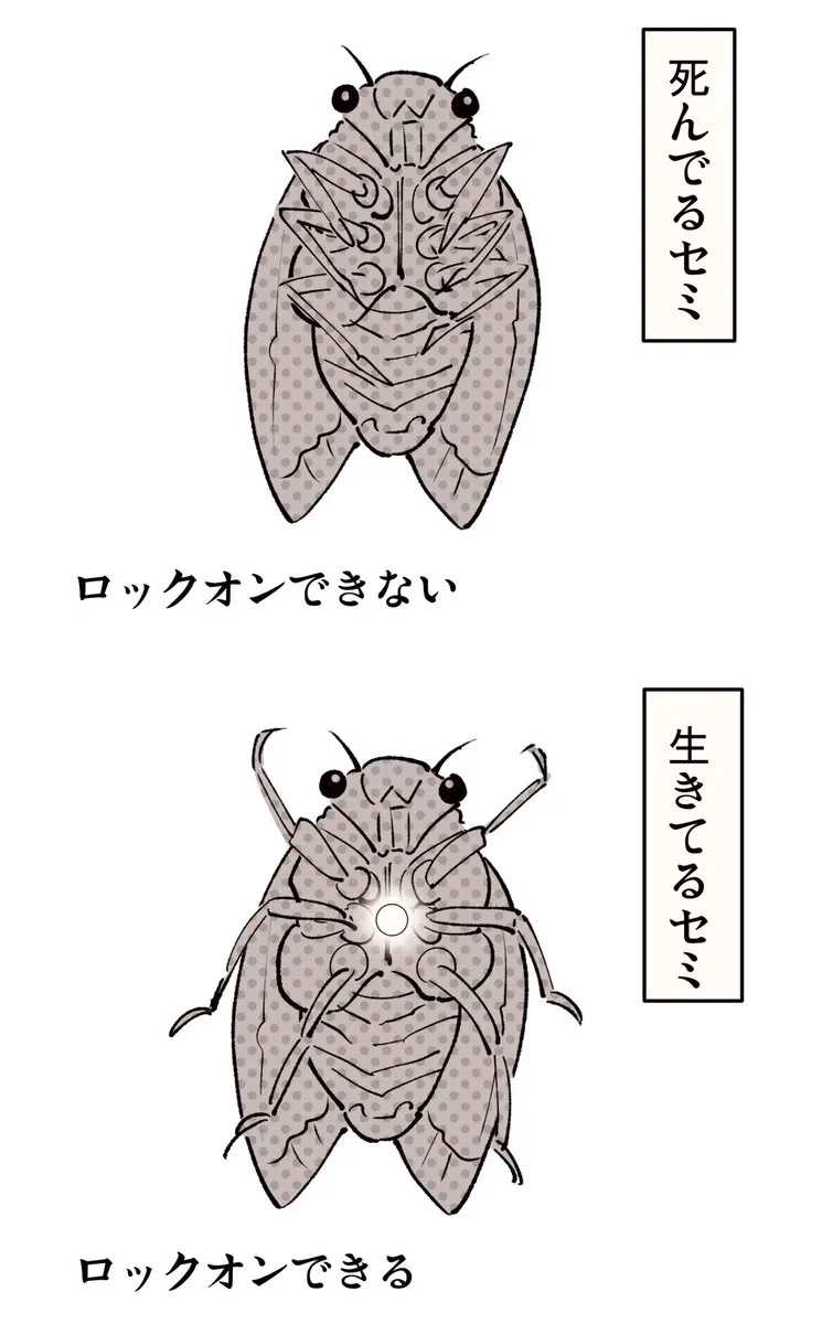 セミファイナルの見分け方！脚の開きでわかる生死判別と安全対処法