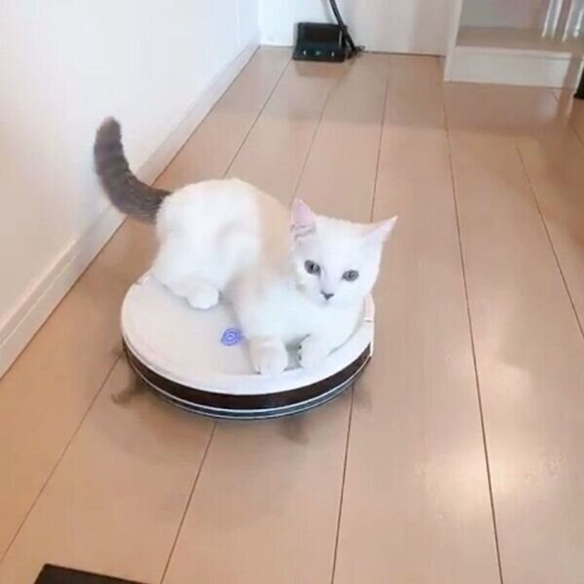 まるでペット？かわいいロボット掃除機が大流行する理由とおすすめ比較