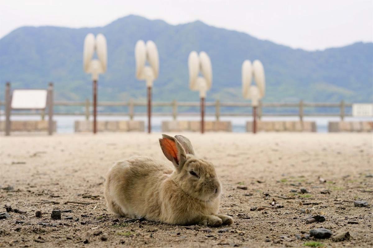 【2026年現地ルポ】「うさぎ の 島」大久野島が挑む静かな革命――観光熱狂の先に見えた“本当の楽園”