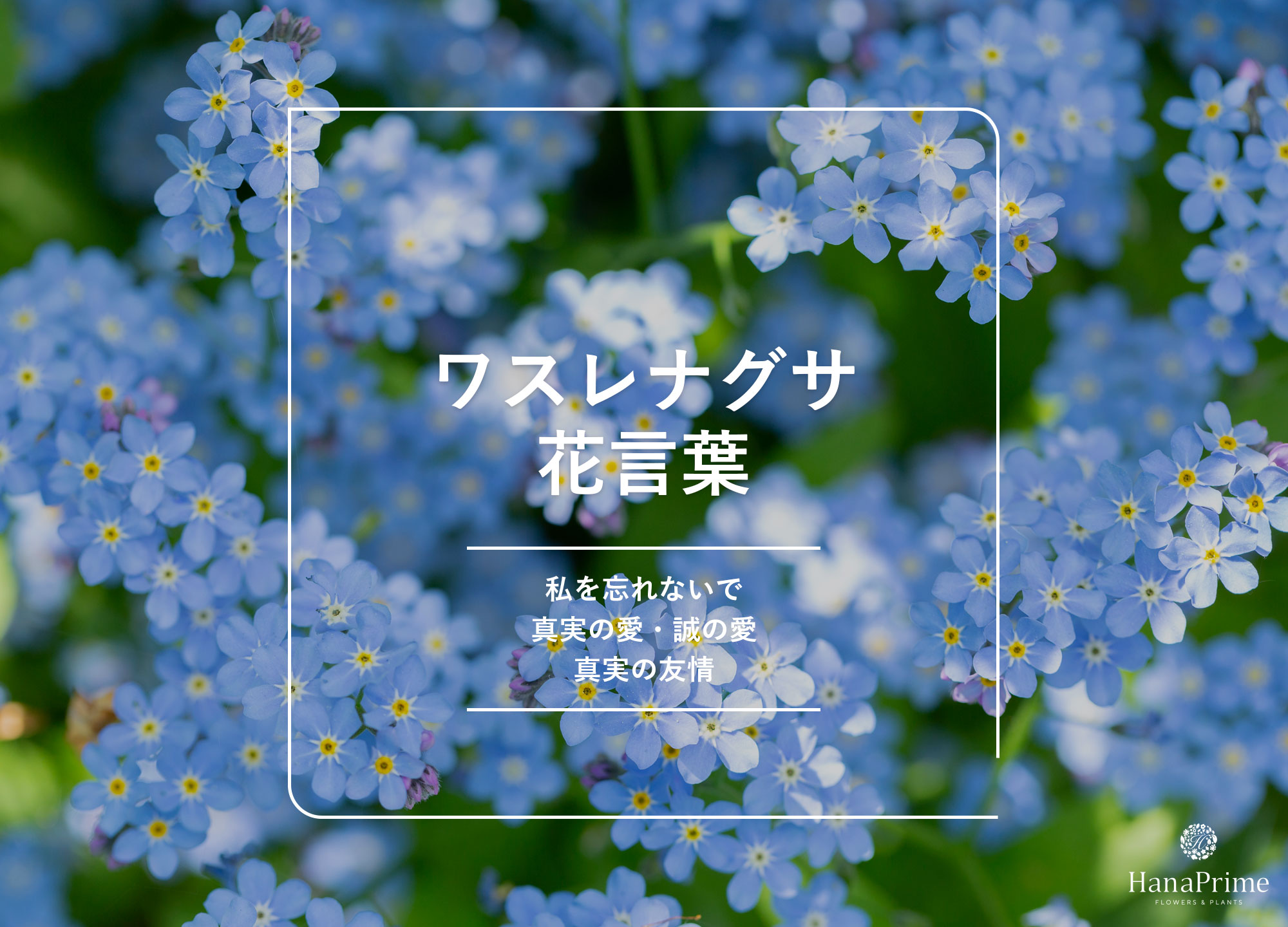 ワスレナグサの花言葉は本当に怖い？悲劇の伝説と色別の意味を徹底解説