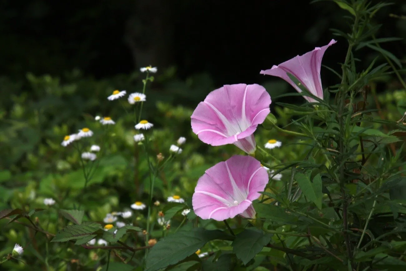 昼顔の花言葉に潜む怖い真相と庭に植えてはいけない理由｜朝顔との違い