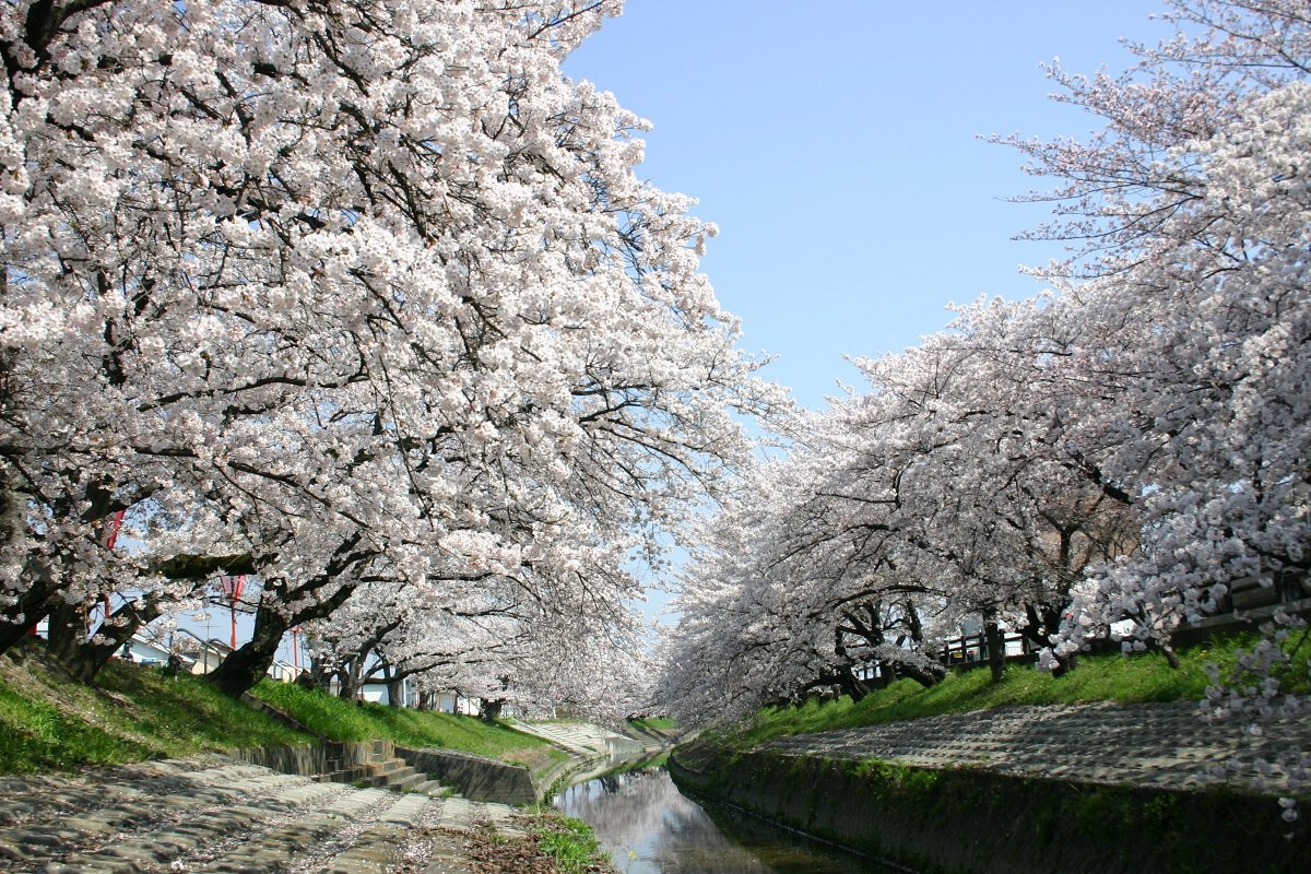 高田千本桜2026見頃と満開速報！夜桜ライトアップ・屋台と穴場駐車場解説