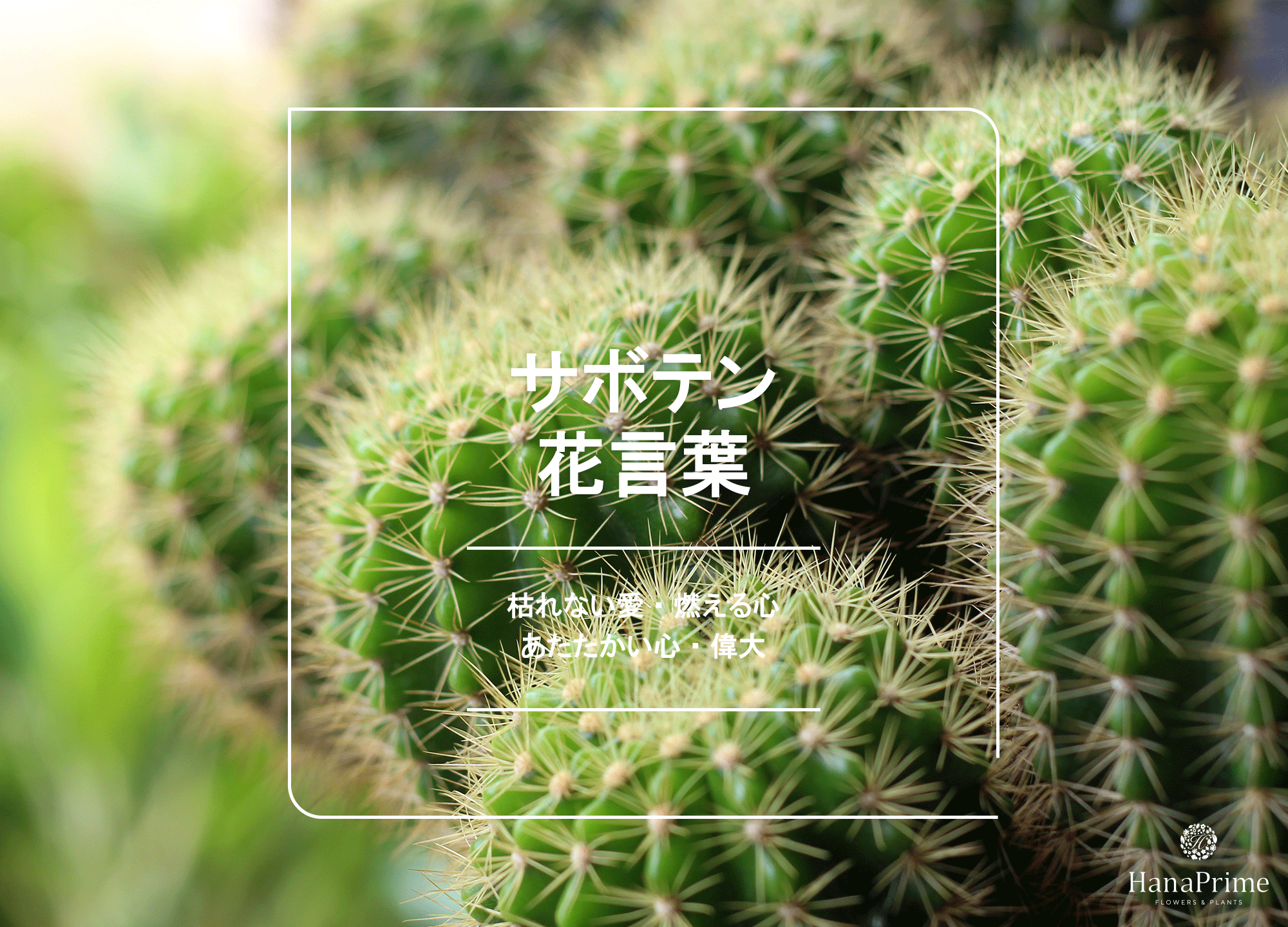 サボテンの花言葉は怖い？燃える心の真相と種類別の意味・ギフト注意点