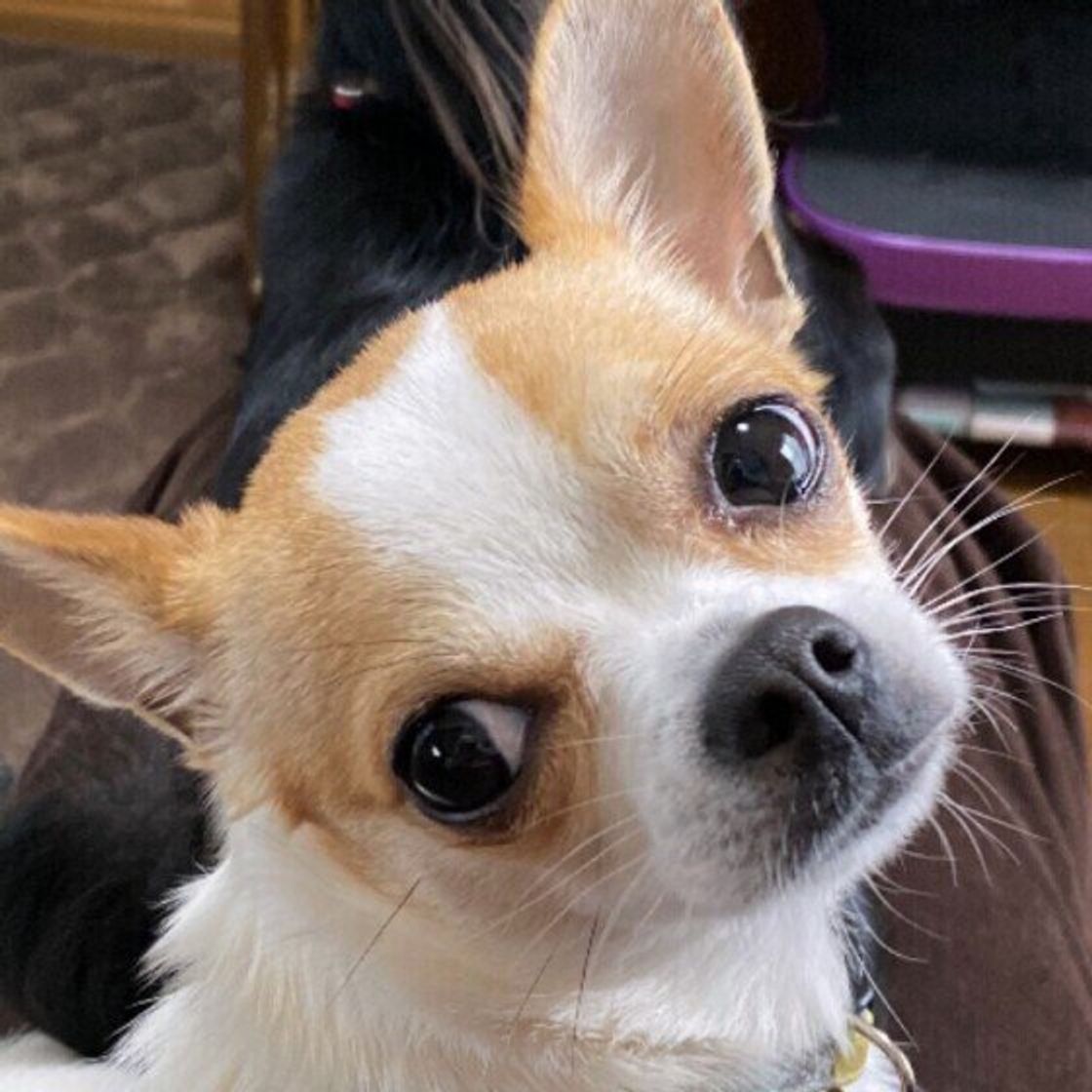 犬のヒゲは切るべき？感覚器官の役割と切る危険性・抜け毛の真相