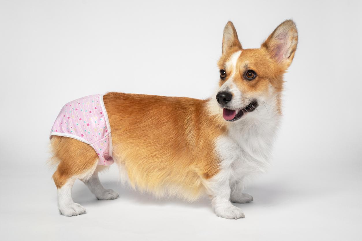犬の生理周期は何ヶ月おき？出血期間や行動変化・命を守る最新ケア