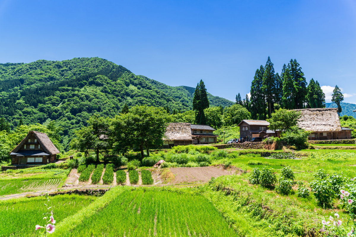 田舎家食堂が愛される秘密とは？名物メニューと評判・混雑情報を総括
