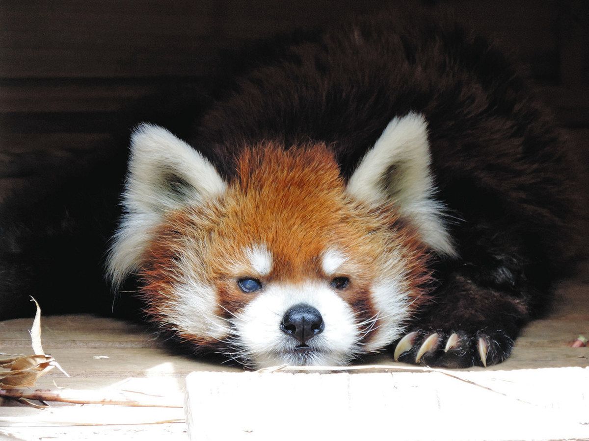 レッサーパンダ風太くんの現在2026｜驚きの年齢と立ち姿の真相