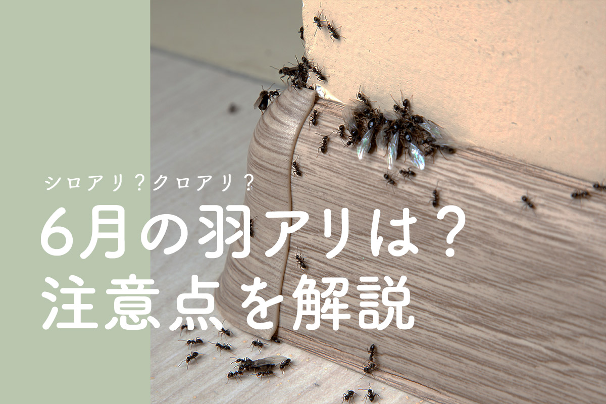 家の中に羽蟻が大量発生？殺虫剤Ngの理由とシロアリ判別・駆除法