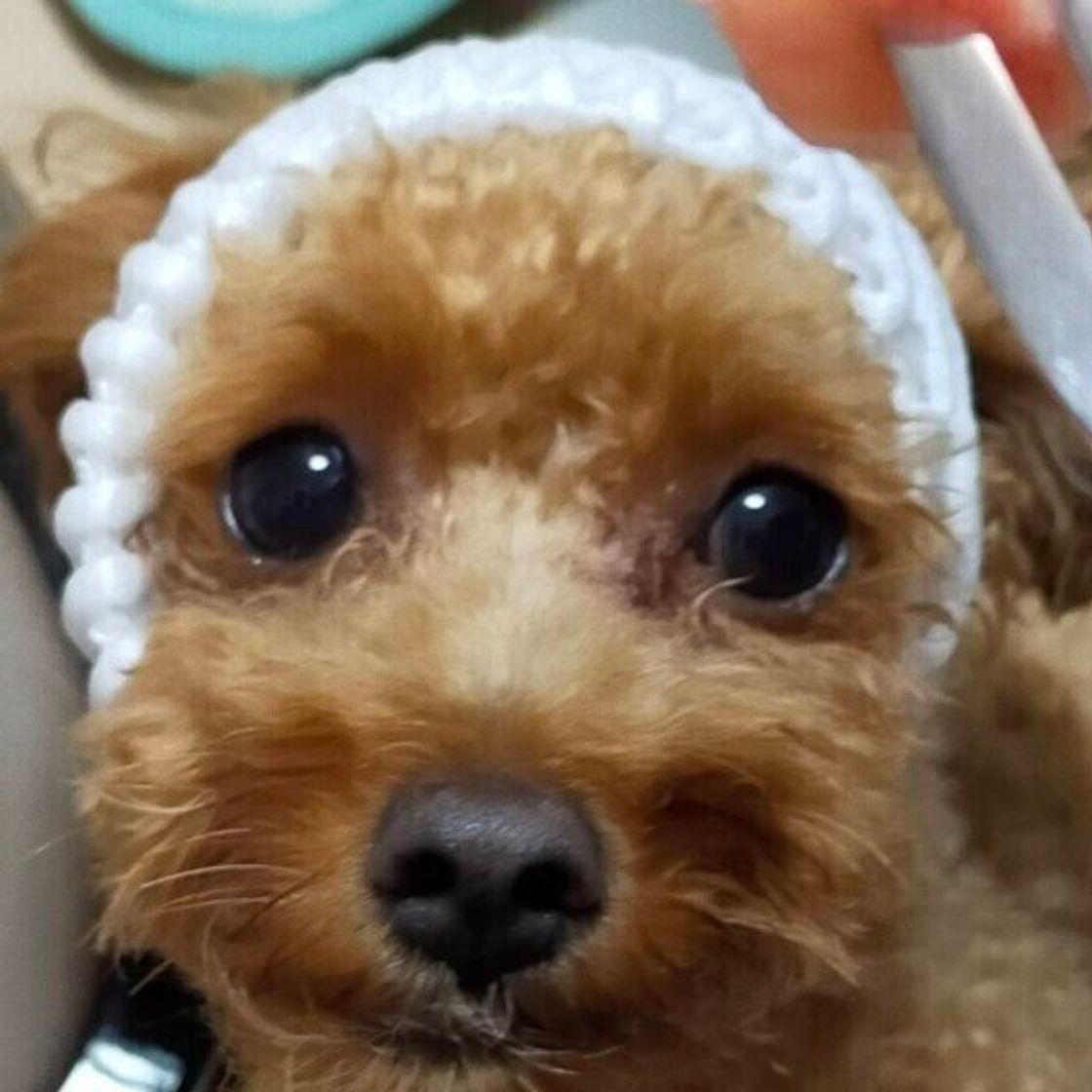 犬に桃を与えても大丈夫？種と皮の危険性や適量とリスクを徹底解説