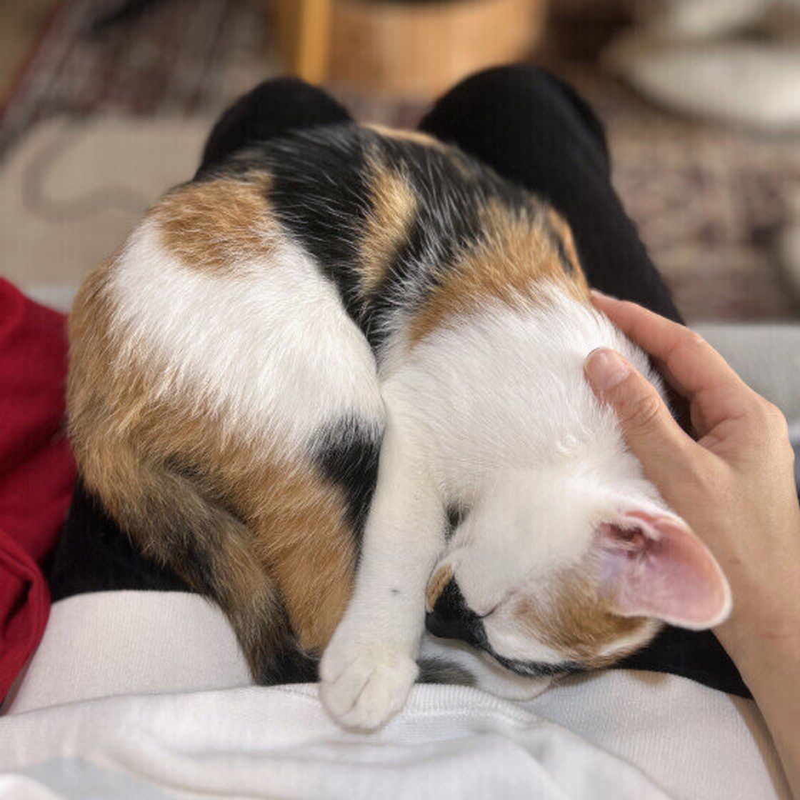 猫が膝に乗る心理の真相｜特定の人を選ぶ理由と降りない時の対処法