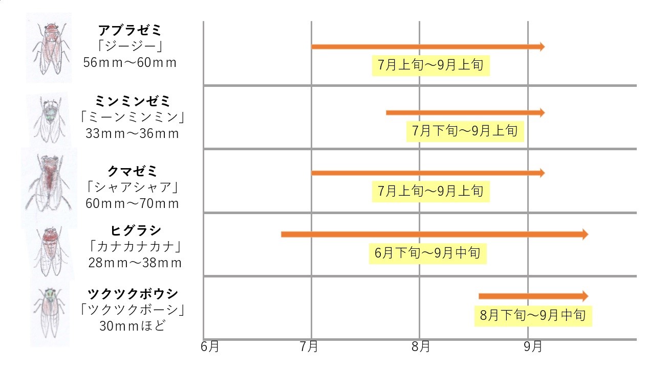 セミの寿命「1週間」は嘘？成虫の実際と土の中3〜7年の全真相